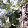 Hedera helix