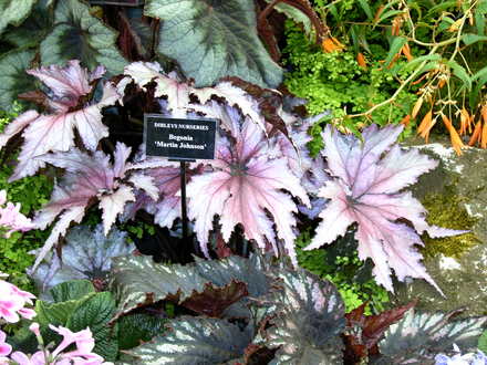 Malvern Spring Show 2008