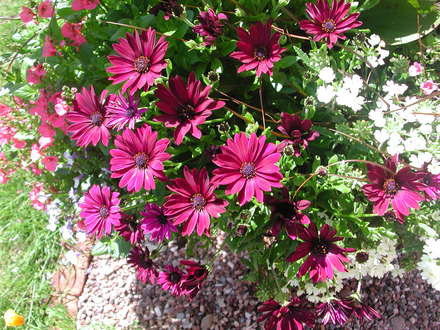 Osteospermum (Osteospermum jucundum)