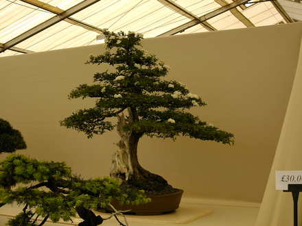 Malvern Spring Show 2008