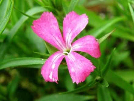sweet william (Dianthus barbatus (Sweet William))