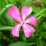 sweet william (Dianthus barbatus (Sweet William))