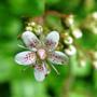 Copy_of_garden_002