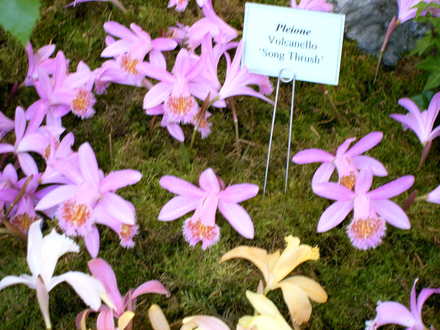Malvern Spring Show 2008