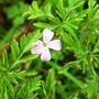 geranium robertainum (Geranium robertianum (Cranesbill))