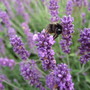 2007_0706harlowcarr20075