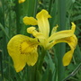 2007_0706harlowcarr20278