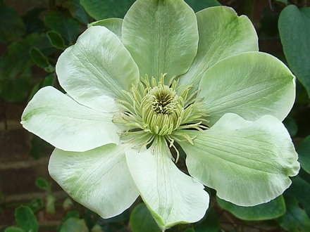 Clematis 'Guernsey Cream' - new flowers (Clematis 'Guernsey Cream')