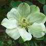 Clematis 'Guernsey Cream' - new flowers (Clematis 'Guernsey Cream')
