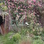 rose Zephine drouhin (Zephine drouhin)