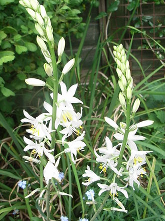 Anthericum liliago 'Major' (Anthericum liliago 'Major')