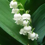 Convallaria majalis