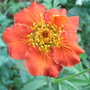 Geum__mrs_bradshaw_