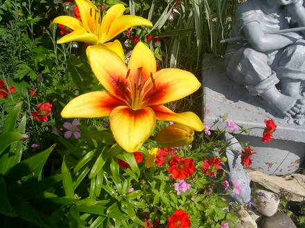 lilly name not known but very pretty 