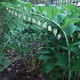 Polygonatum x hybridum (Polygonatum x hybridum)