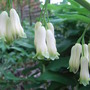 Polygonatum x hybridum - close-up (Polygonatum x hybridum)