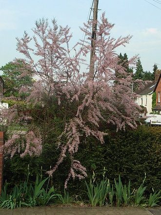 Tamarix tetrandra (Tamarix tetrandra)