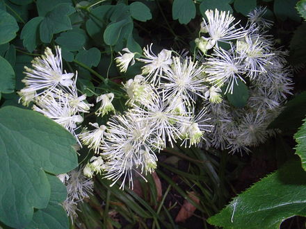 Thalictrum aquilegiifolium var album (Thalictrum aquilegiifolium 'Thundercloud')