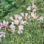Weigela florida
