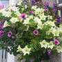 Garden_pics_2007_122