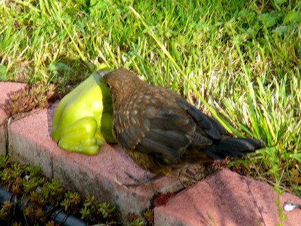 He decides to have a peck at the frog (Will it turn into a prince?)