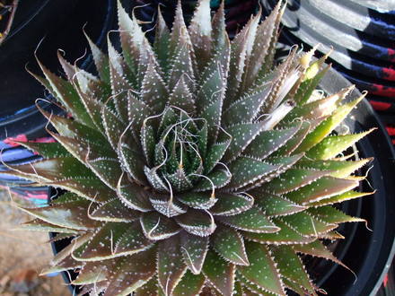 aloe aristata (aloe aristata)