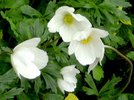 White anemones look so pure.f (Anemone de Caen)