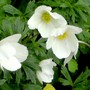 White anemones look so pure.f (Anemone de Caen)