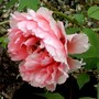 These peony flowers on the tree get bigger every day, They are huge. (Paeonia suffruticosa (Moutan))