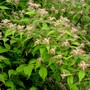 Kolkwitzia amabilis (American Beauty Bush)