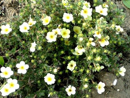 Potentilla in flowers (Potentilla fruticosa)