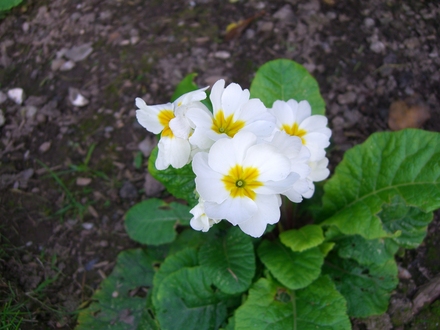 Polyanthus