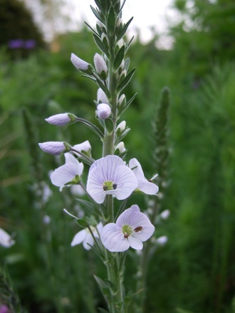 Veronica 'Tissington White' (Veronica 'Tissington White')