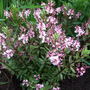 Hebe__pink_paradise__2