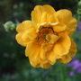 Geum