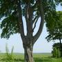 What tree (b)