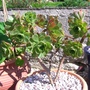 Aeonium Manriqueorum