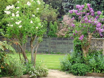 A garden flower photo