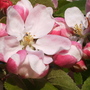 Blos_b