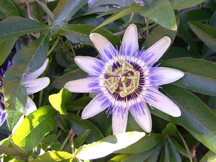 A garden flower photo (Passiflora caerulea)