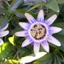 Passiflora caerulea