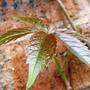 Copy_of_garden_005