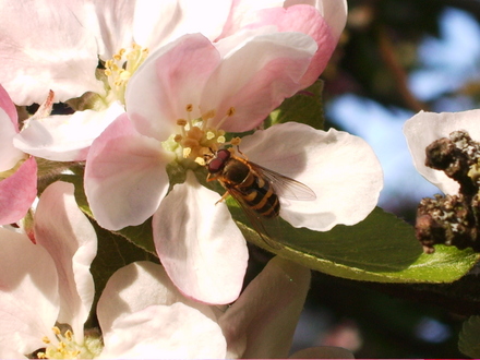 Apple Blossom and Hoverfly (Malus)