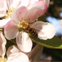 Apple Blossom and Hoverfly (Malus)