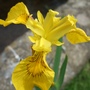 Iris pseudacorus