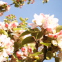 Blos_5