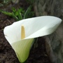 Zantedeschia aethiopica (Arum lily)
