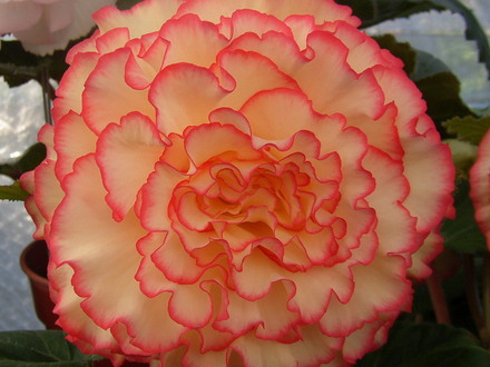 Begonia George McCormick