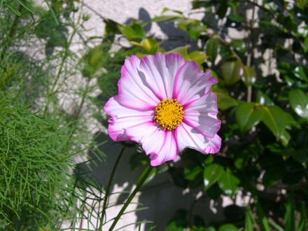 A garden flower photo (Cosmos bipinnatus)