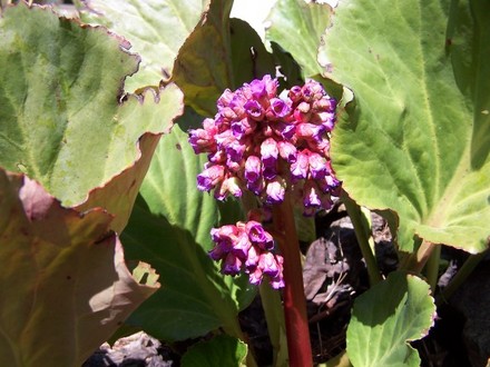 A garden flower photo